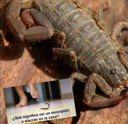 SABÍAS QUE SI UN ESCORPION LLEGA A TU HOGAR SIGNIFICA QUE…VER MÁS