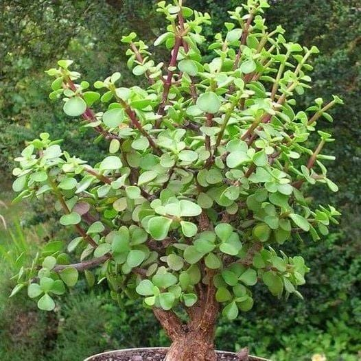 MUCHOS CULTIVAN «EL ÁRBOL DEL DINERO» EN CASA. PERO ESTO ES LO QUE POCOS SABEN SOBRE ESTA PLANTA.