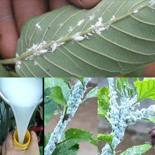 ¡ALERTA DE COCHINILLA! HE AQUÍ CÓMO DESHACERSE DE ESTAS PLAGAS DE LAS PLANTAS.