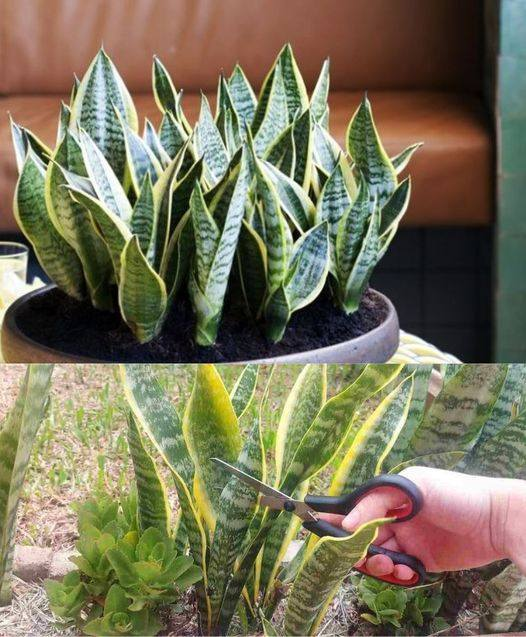 PLANTA LENGUA DE SUEGRA PODEROSA