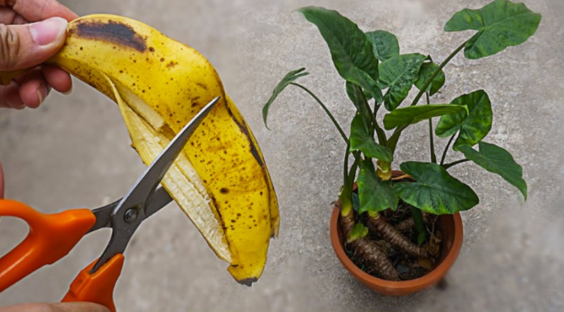 Fertilizante casero para el jardín