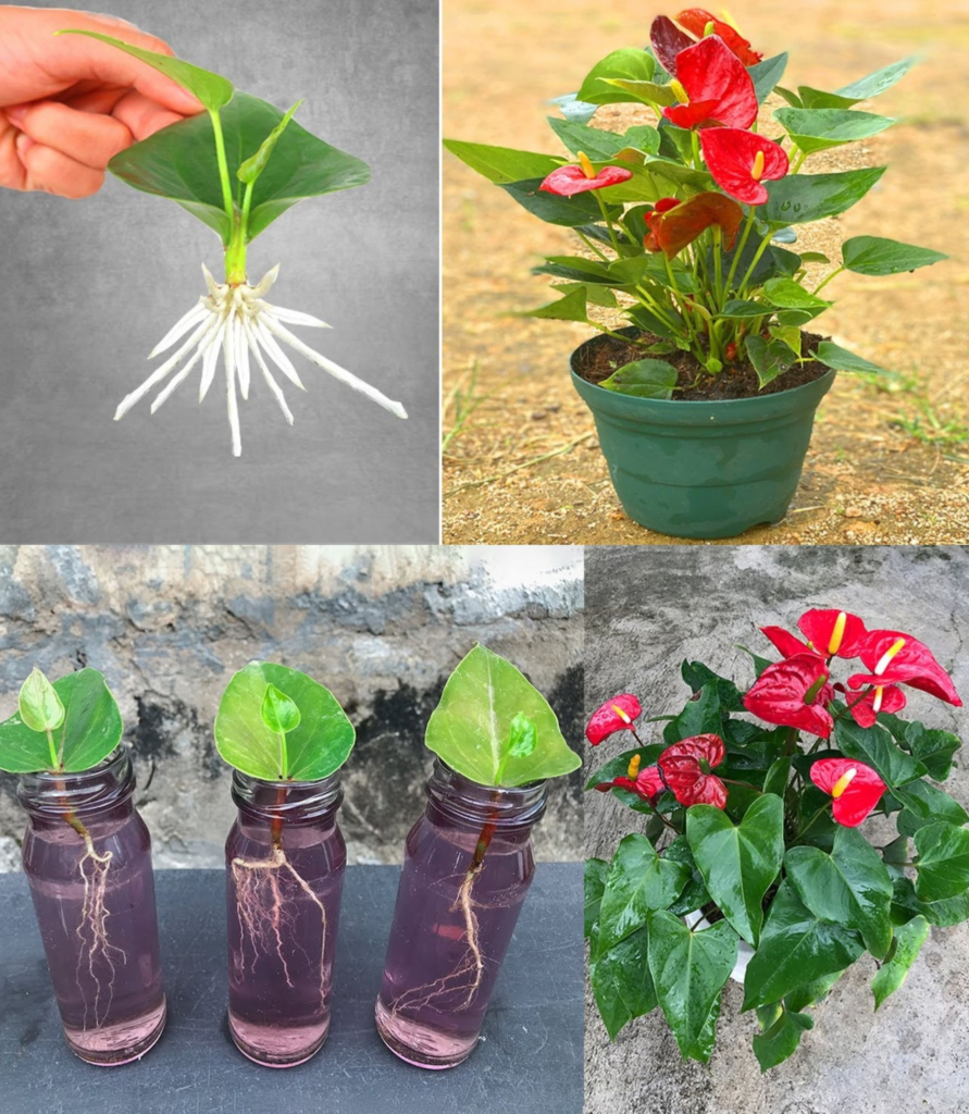 Anthurium, cómo multiplicarlo rápidamente con ramas de flores: los viveristas lo hacen