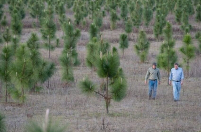 Hombre Planta 8 Millones de Árboles para Restaurar un Bosque Deforestado en la Década de 1930