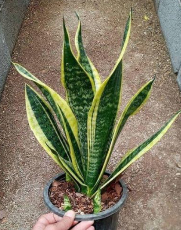 La planta lengua de suegra; esta planta es un tesoro y seguro no sabias