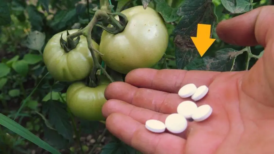 Huerta: si quieres tener tomates enormes, rojos y jugosos dale esto a la planta